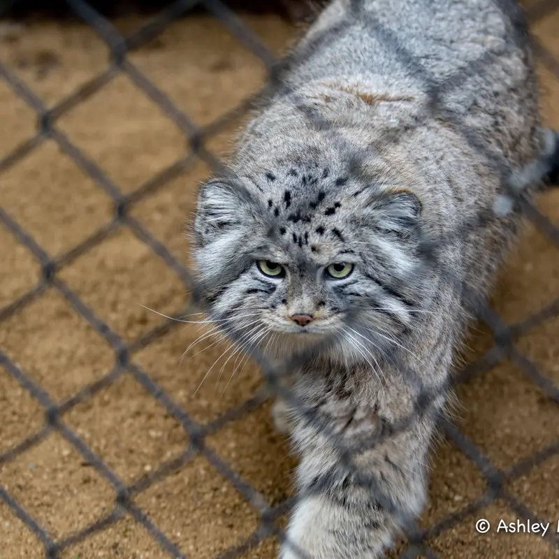 A photograph of Tull in Cotswold Wildlife Park and Gardens