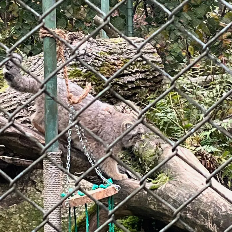 A photograph of a Pallas's cat