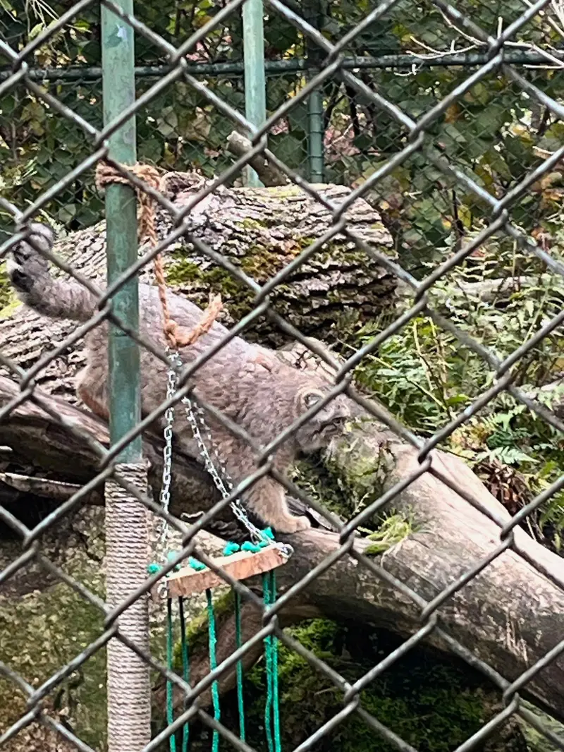 A photograph of a Pallas's cat