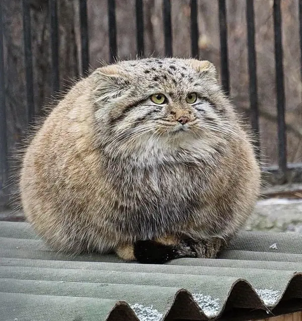 A photograph of a Pallas's cat