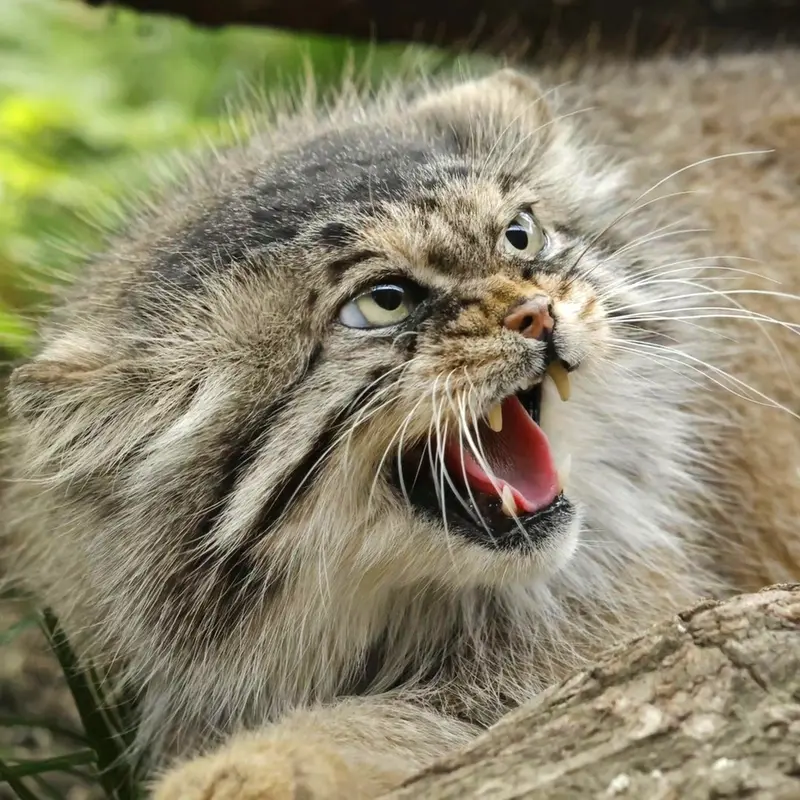 A photograph of a Pallas's cat