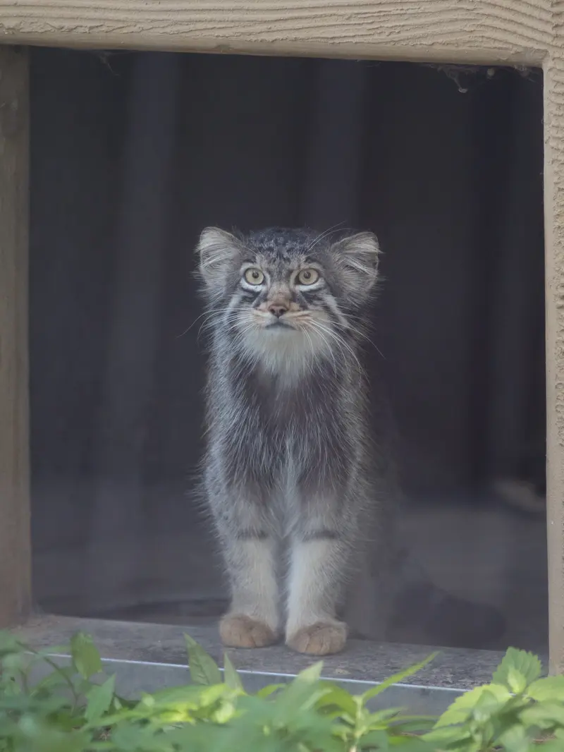 A photograph of Hide in Asahiyama Zoo