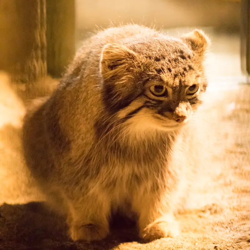 A photograph of Figa in Nogeyama Zoo