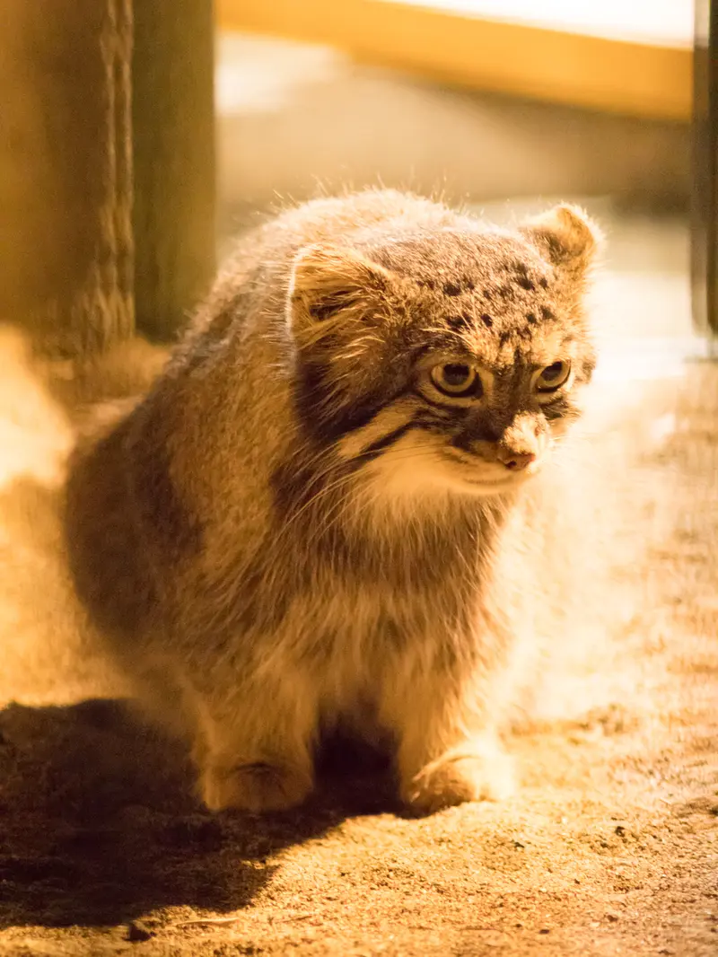 A photograph of Figa in Nogeyama Zoo