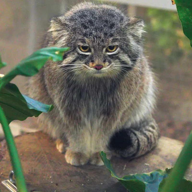 A photograph of Nar in Kobe Animal Kingdom