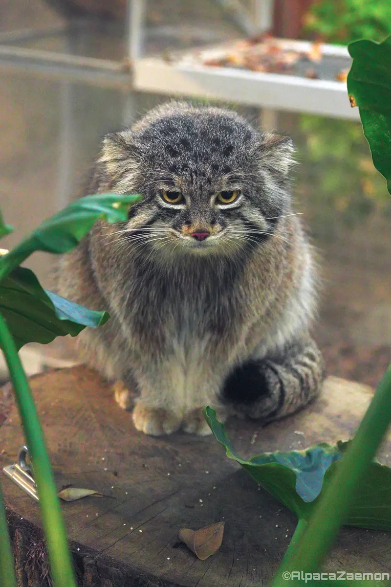 A photograph of Nar in Kobe Animal Kingdom
