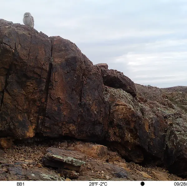 A photograph of Little Owl from Aktas-Kunkora camera trap