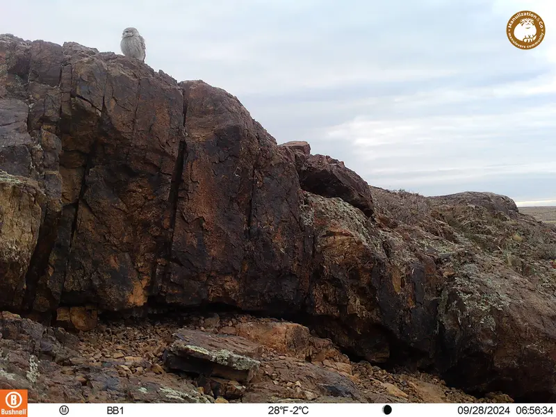 A photograph of Little Owl from Aktas-Kunkora camera trap