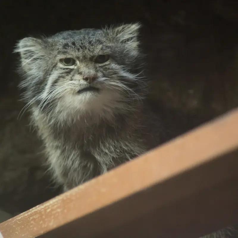 A photograph of Klyon in Ueno Zoological Gardens