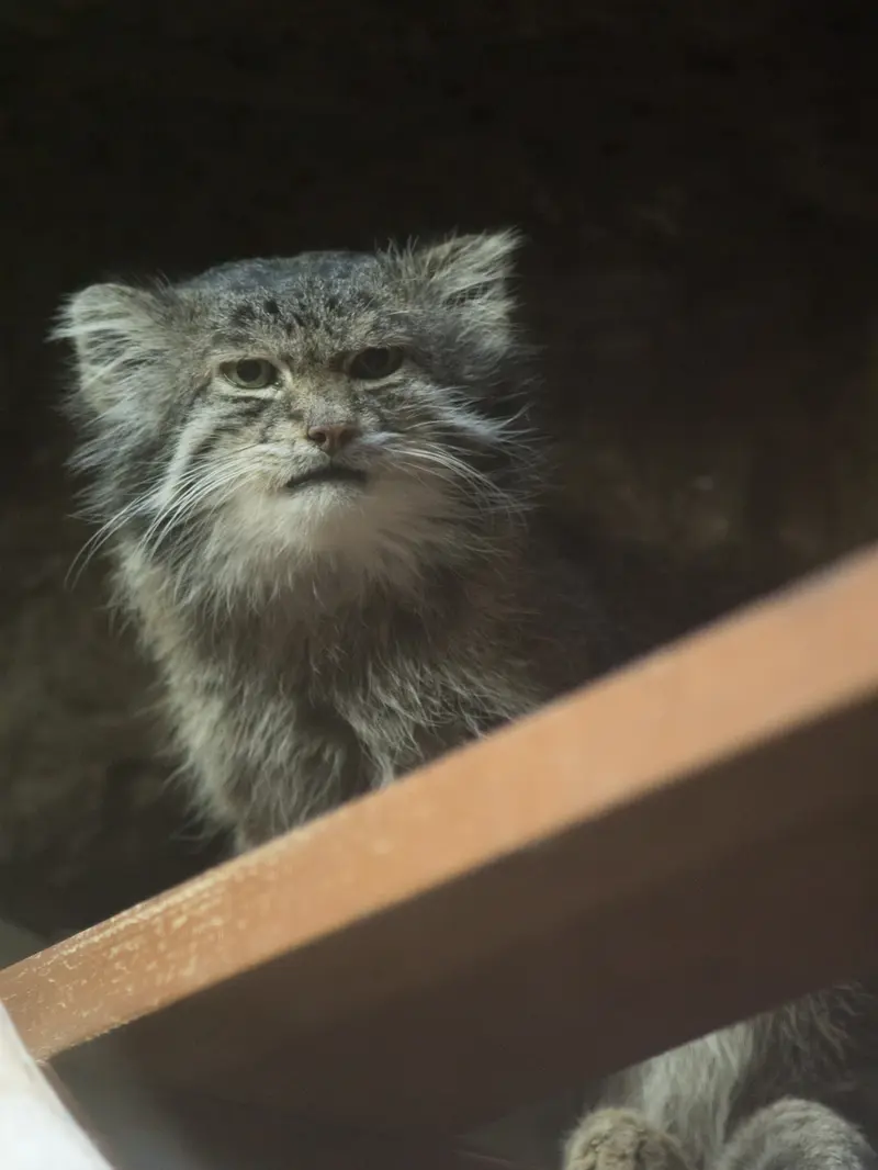 A photograph of Klyon in Ueno Zoological Gardens