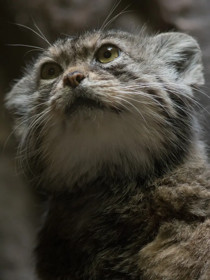 A photograph of Primula in Ueno Zoological Gardens