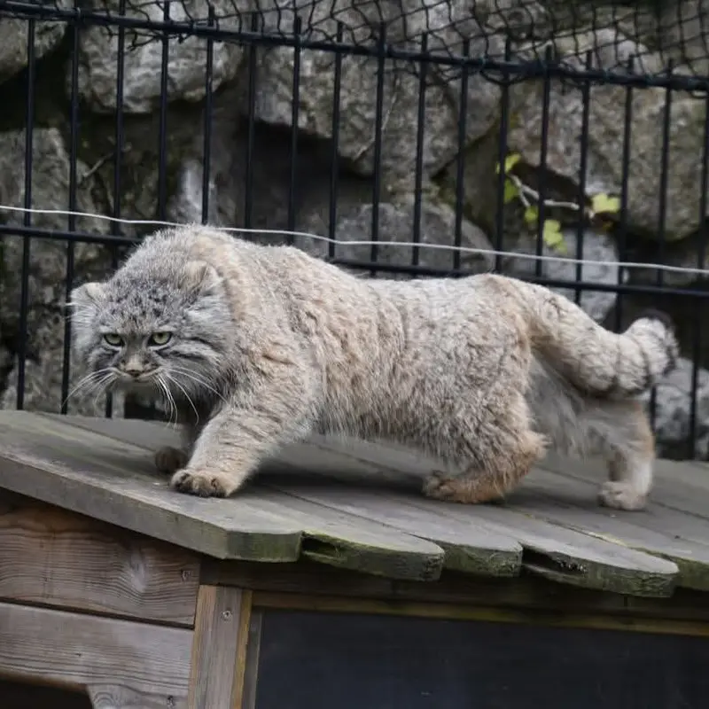 A photograph of a Pallas's cat in Bio-Topia Dunkerque