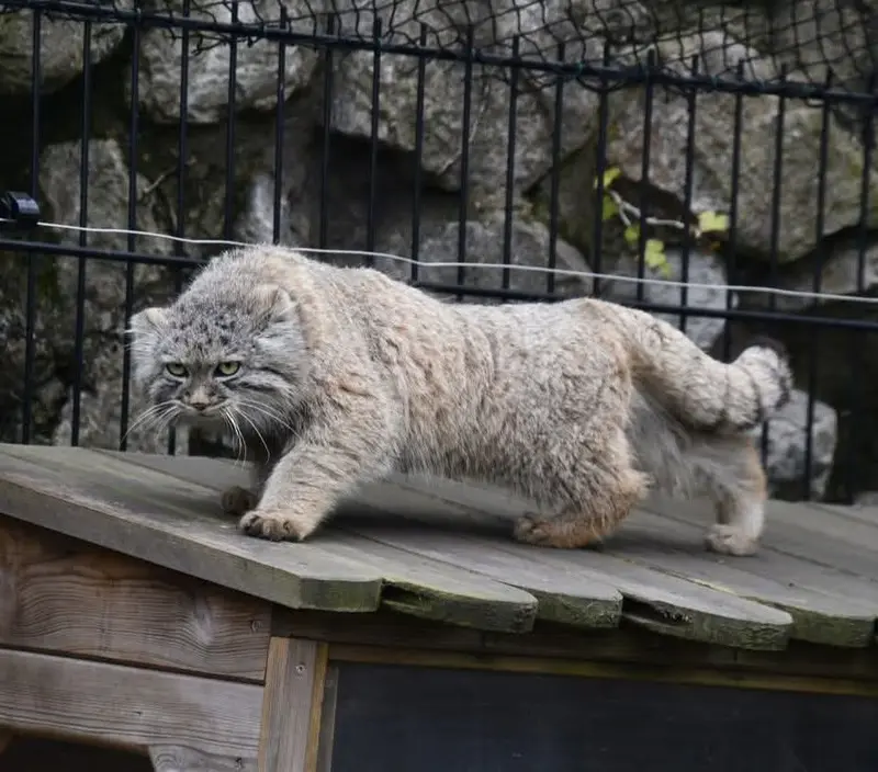 A photograph of a Pallas's cat in Bio-Topia Dunkerque