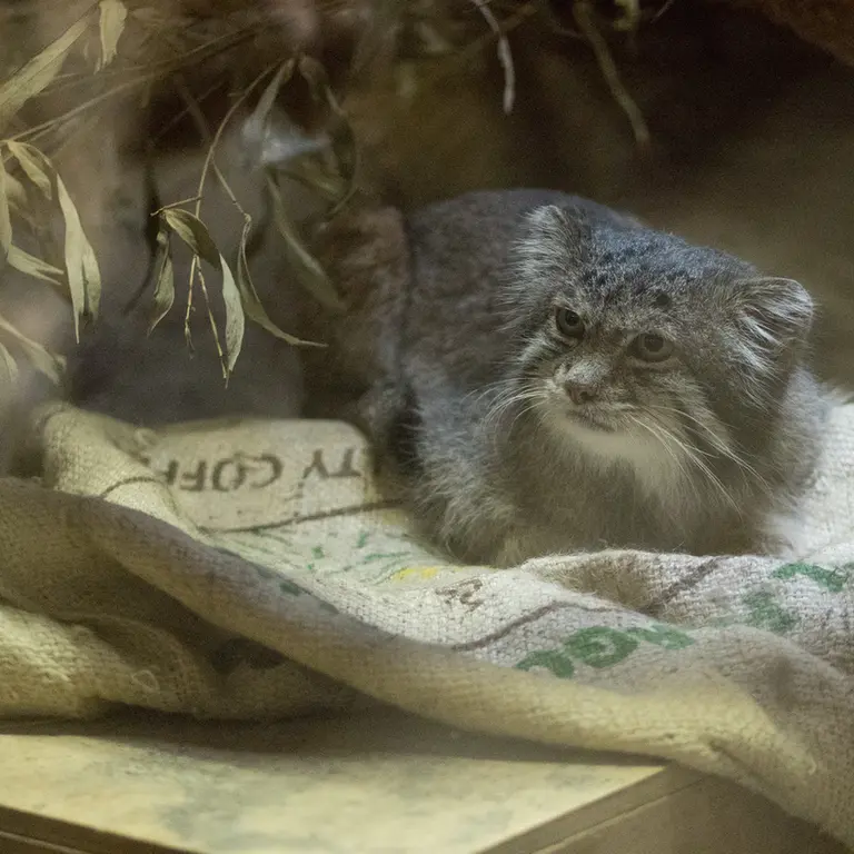 A photograph of Klyon in Ueno Zoological Gardens