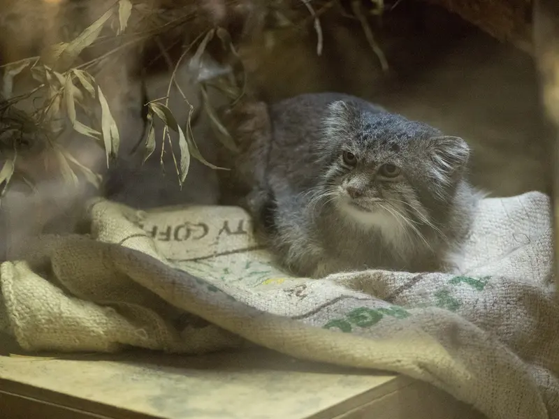 A photograph of Klyon in Ueno Zoological Gardens