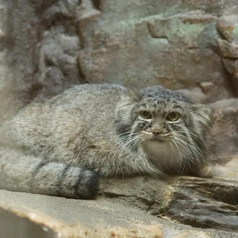 A photograph of Shafran in Ueno Zoological Gardens