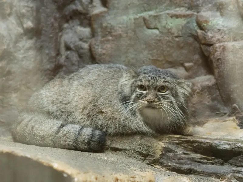 A photograph of Shafran in Ueno Zoological Gardens
