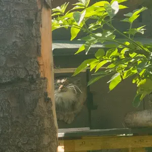 A photograph of Duchess in Edinburgh Zoo