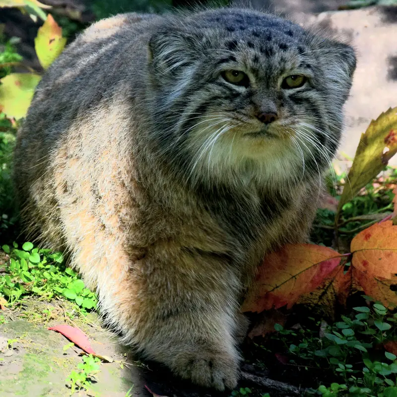 A photograph of Bohus in Budapest Zoo & Botanical Garden