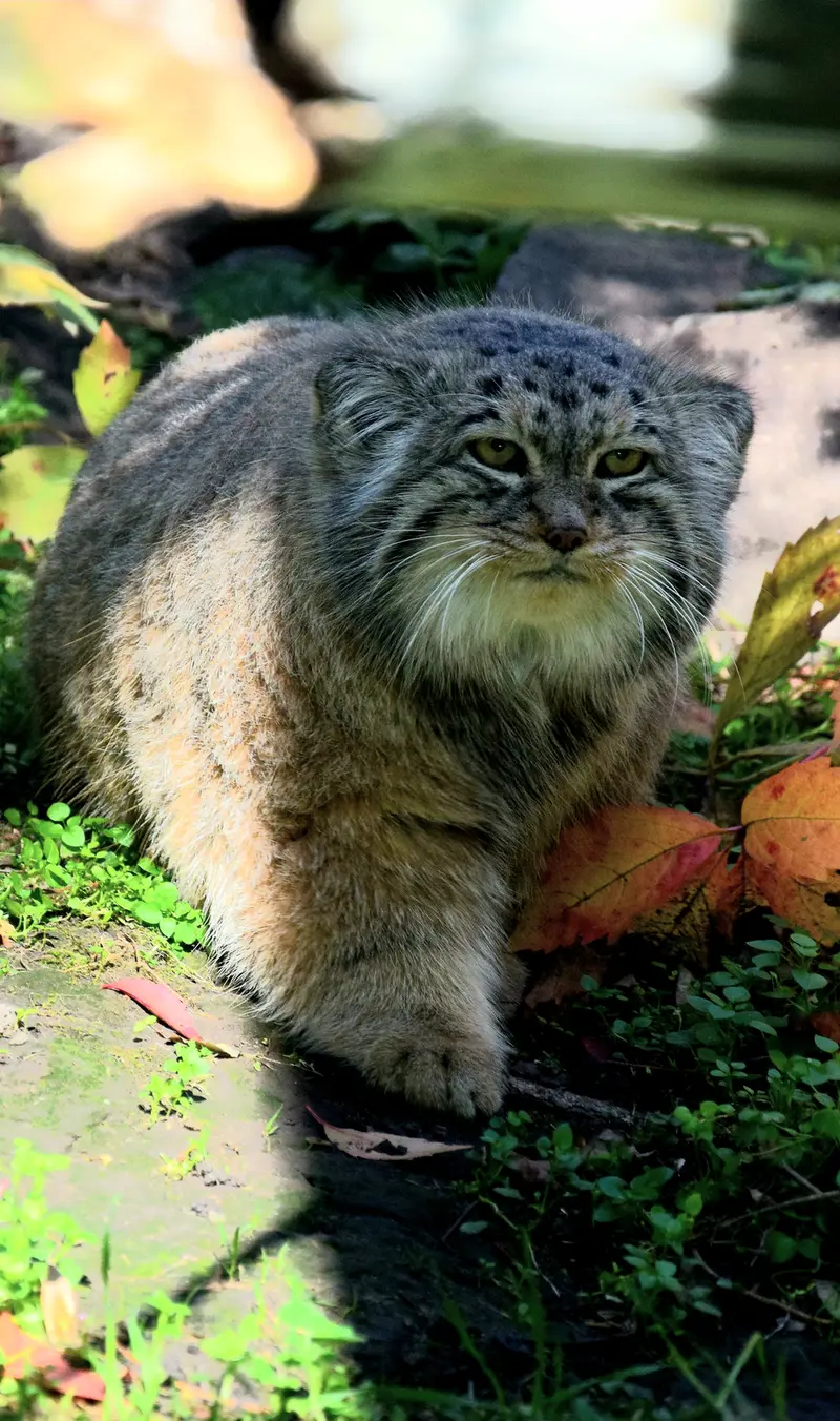 A photograph of Bohus in Budapest Zoo & Botanical Garden