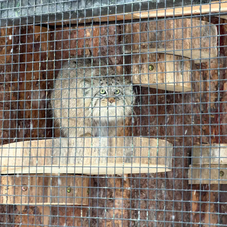 A photograph of Shu in Leningrad zoo