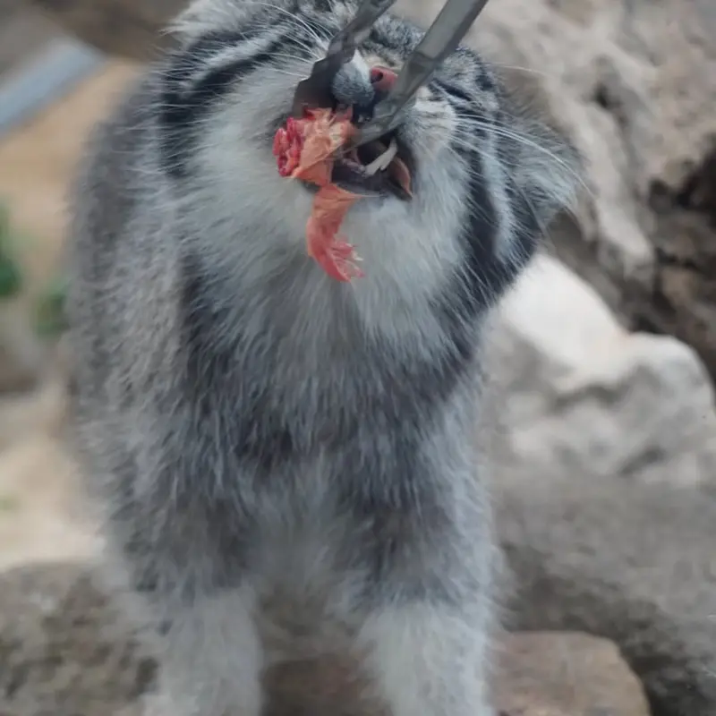 A photograph of Nar in Kobe Animal Kingdom