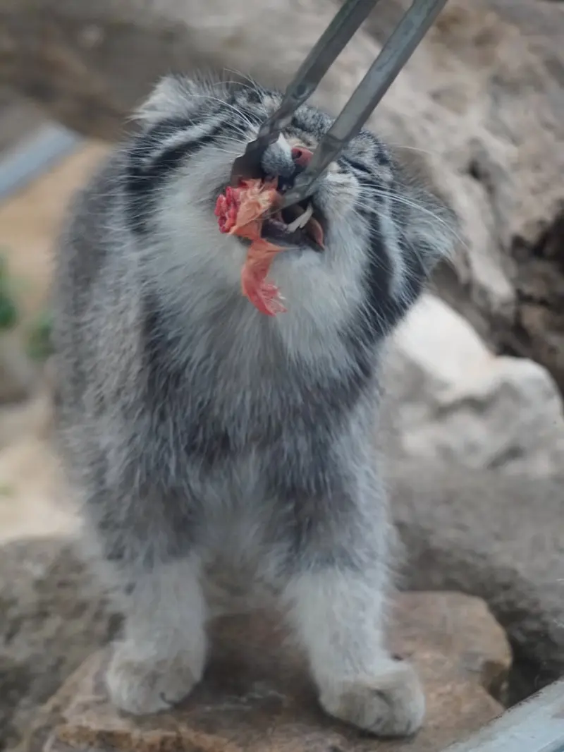 A photograph of Nar in Kobe Animal Kingdom