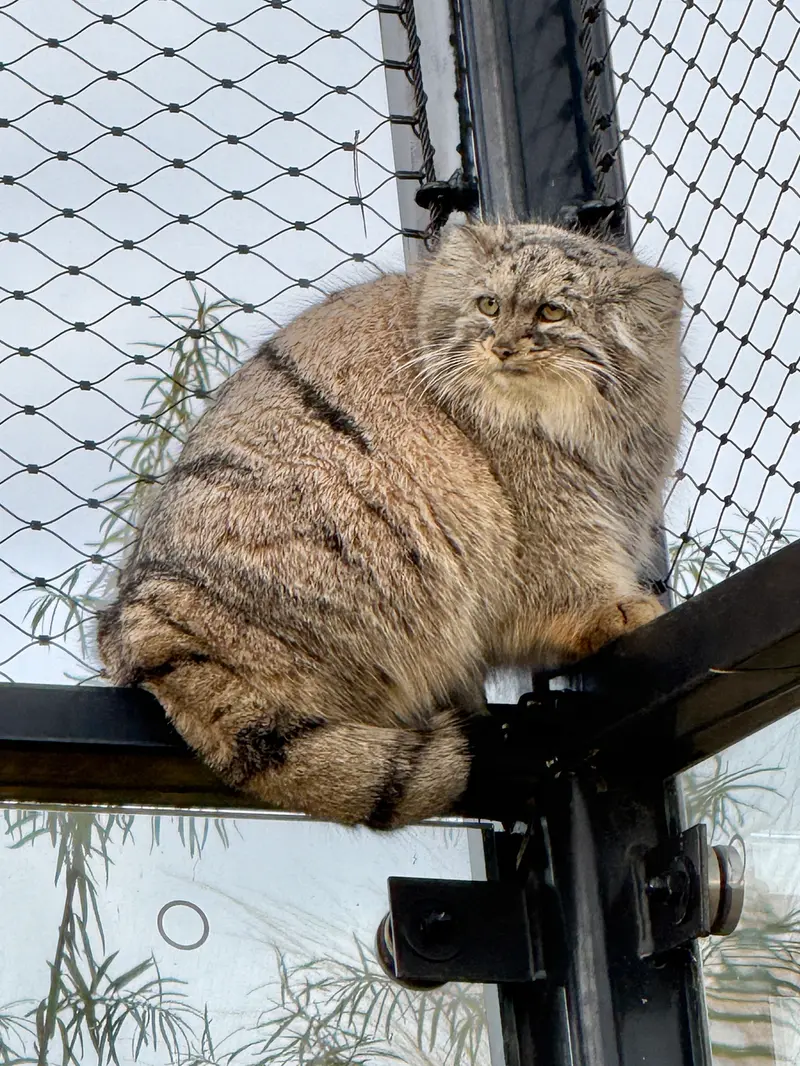 A photograph of Prinsessa in Prague Zoo