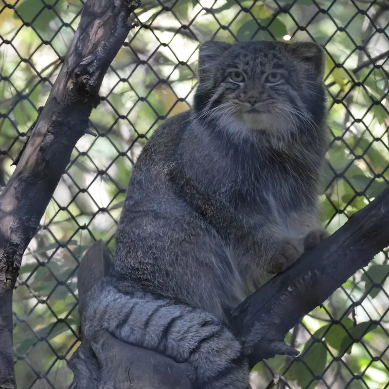 A photograph of Grey in Novosibirsk Zoo