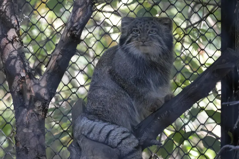 A photograph of Grey in Novosibirsk Zoo