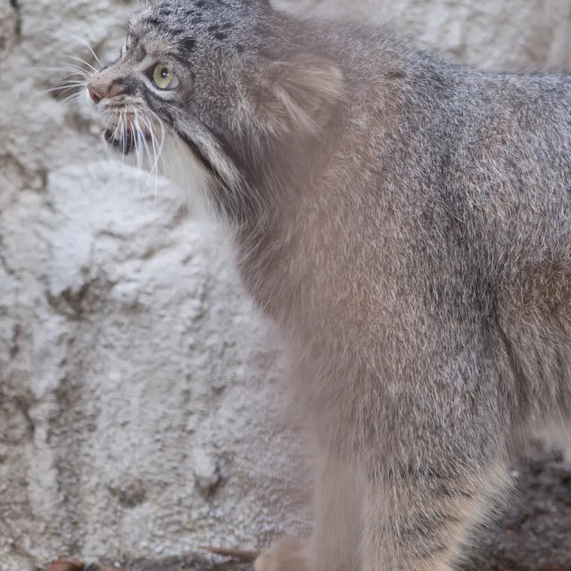 A photograph of Figa in Nogeyama Zoo