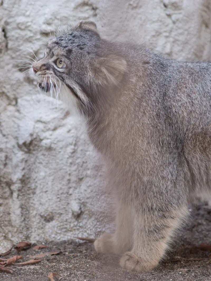 A photograph of Figa in Nogeyama Zoo