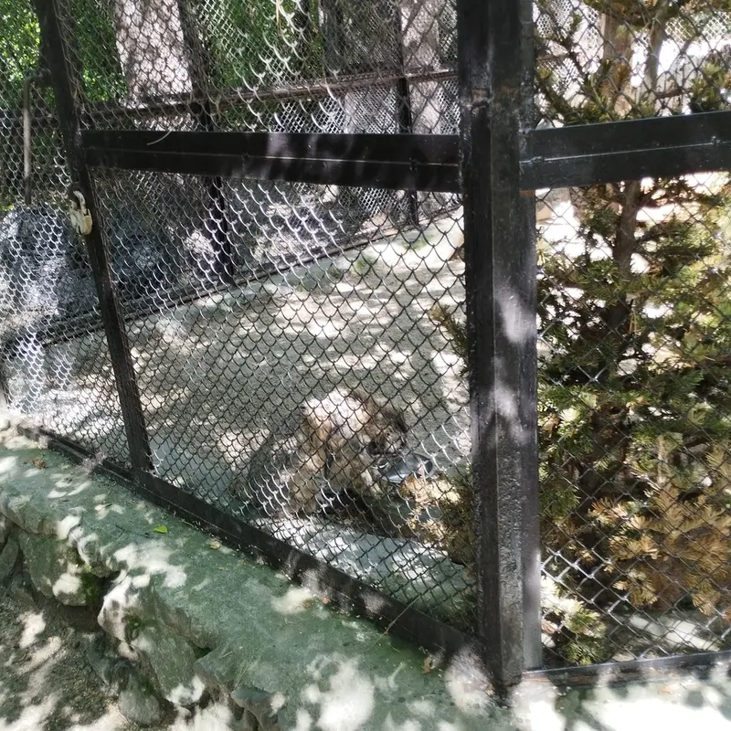 A photograph of Zelenogorsk in Novosibirsk Zoo
