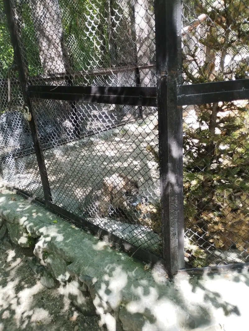 A photograph of Zelenogorsk in Novosibirsk Zoo