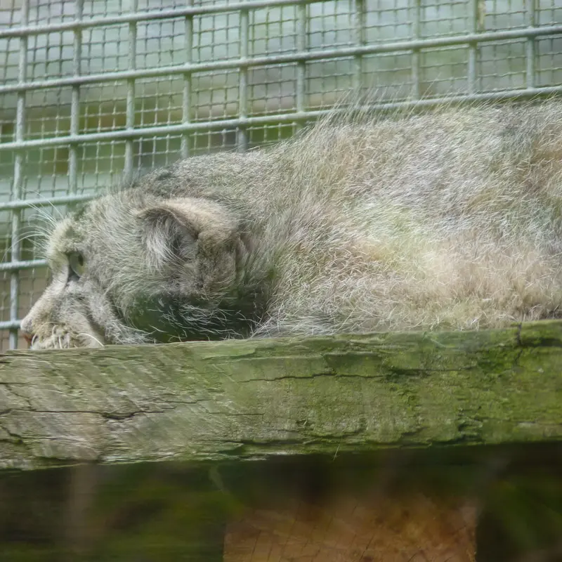 A photograph of Akiko in Edinburgh Zoo