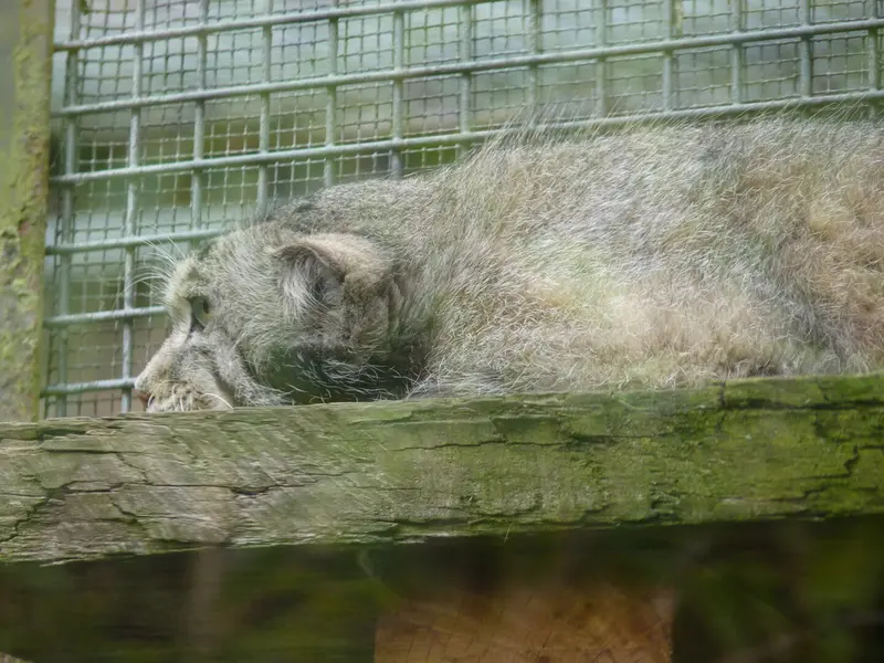 A photograph of Akiko in Edinburgh Zoo