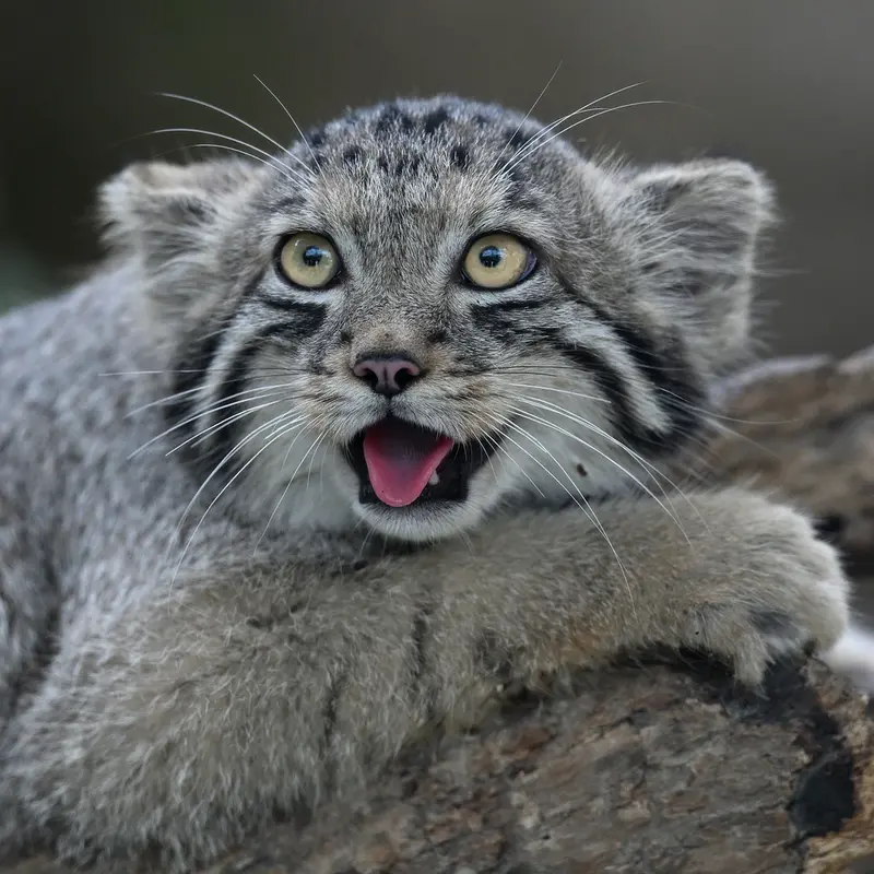 A photograph of San in Kobe Animal Kingdom
