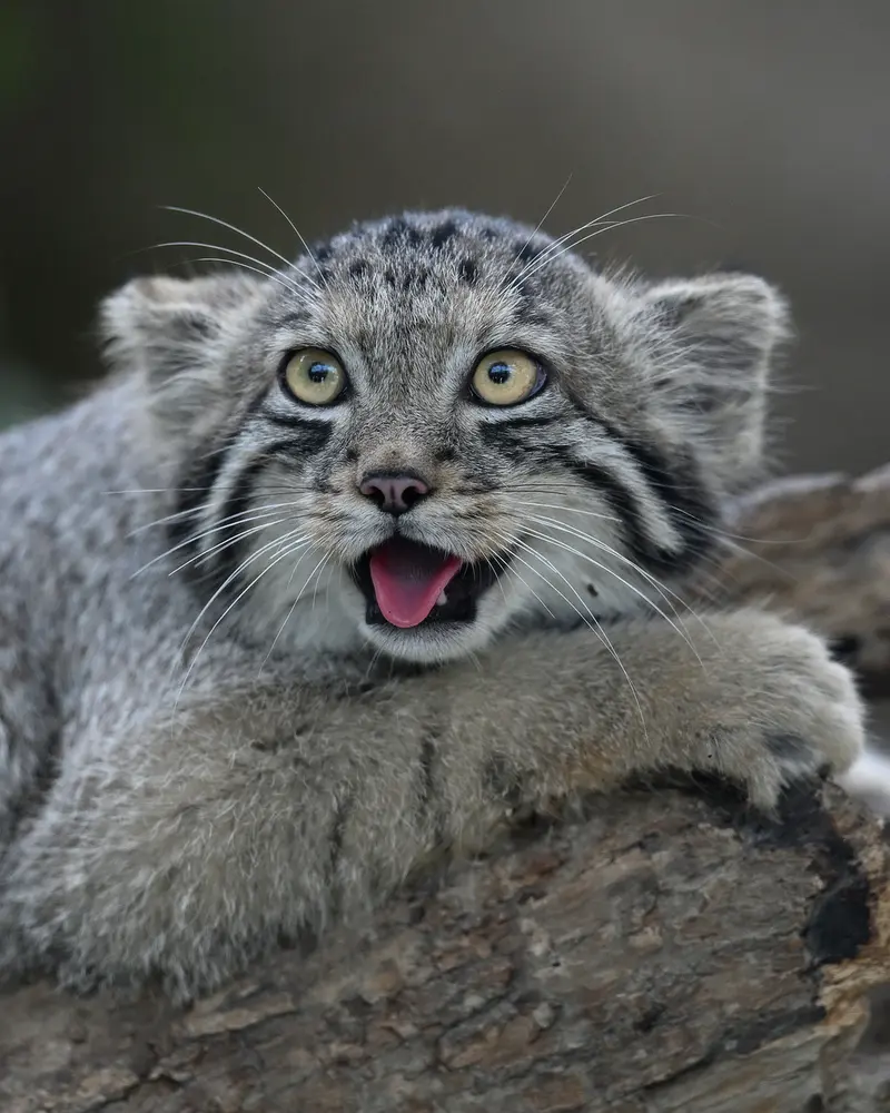 A photograph of San in Kobe Animal Kingdom