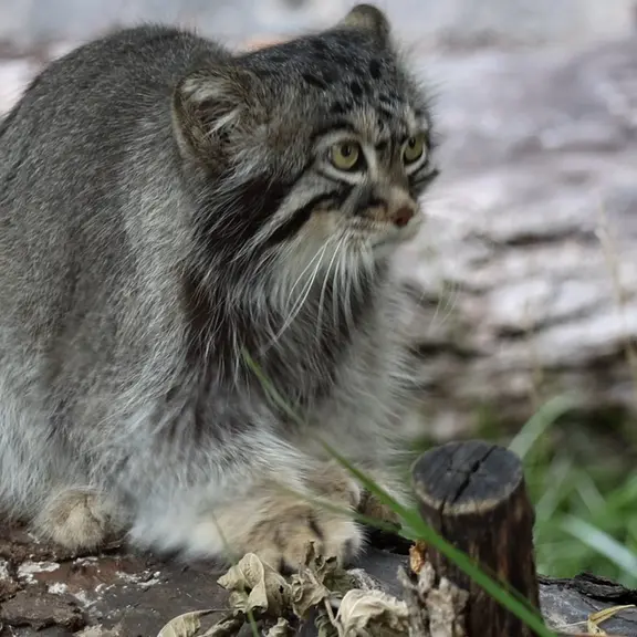 A photograph of a Pallas's cat in Moscow zoo