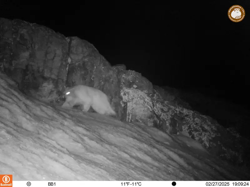 A photograph of Otocolobus manul manul from Aktas-Kunkora camera trap