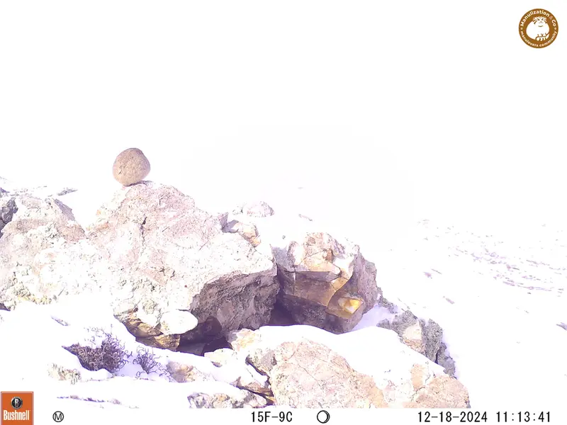 A photograph of Pika from Besshoky 1 camera trap