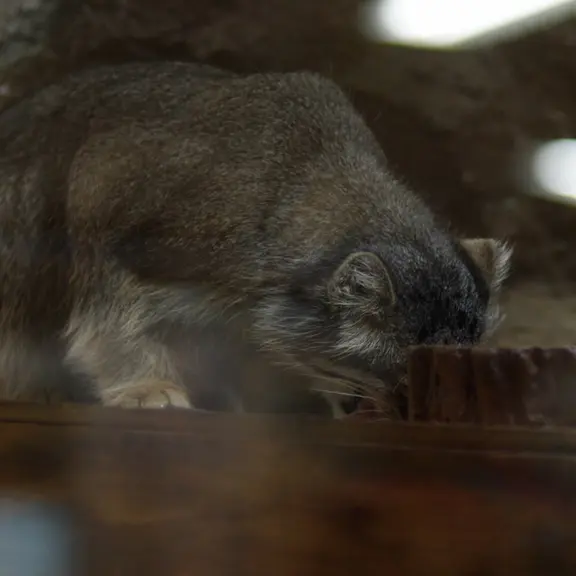 A photograph of a Pallas's cat in Ueno Zoological Gardens