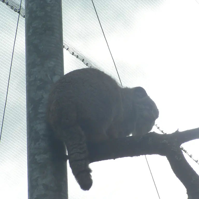 A photograph of Bat-Erdene in The Lakeland Wildlife Oasis