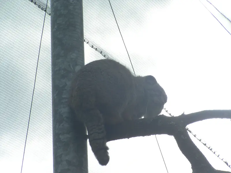 A photograph of Bat-Erdene in The Lakeland Wildlife Oasis