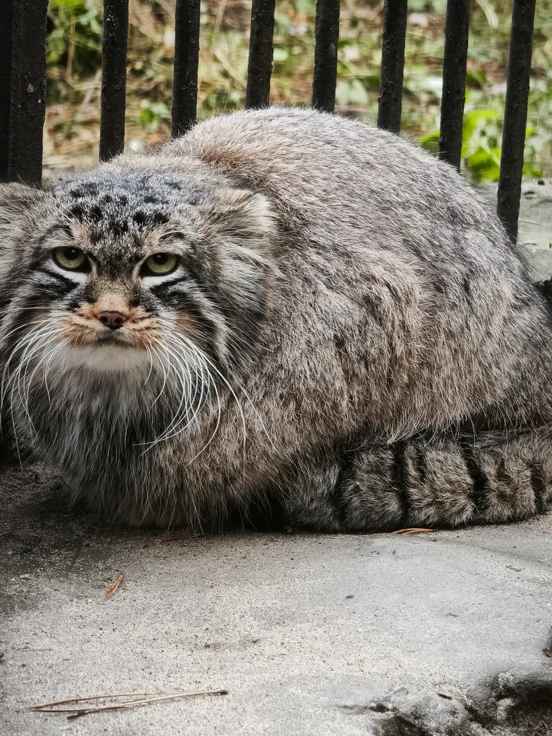 A photograph of Leon in Novosibirsk Zoo