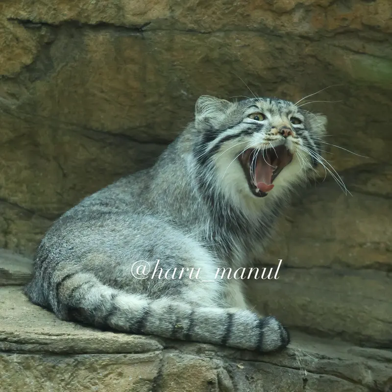 A photograph of Nagomu in Nasu Animal Kingdom