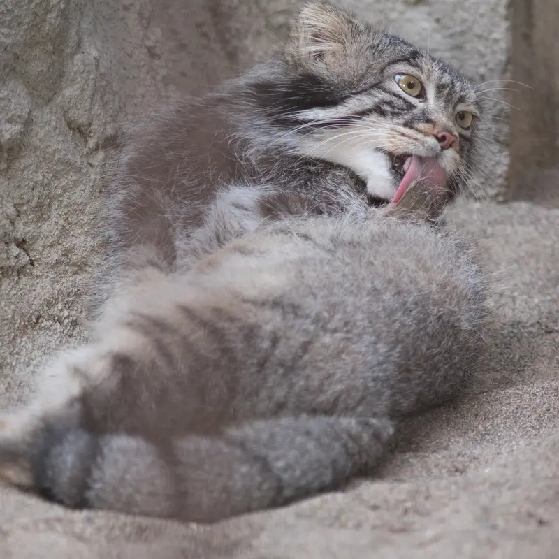 A photograph of Figa in Nogeyama Zoo