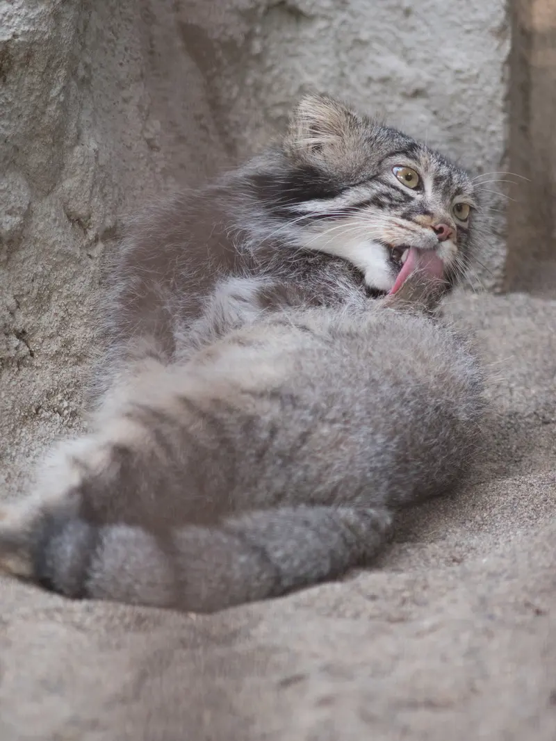 A photograph of Figa in Nogeyama Zoo