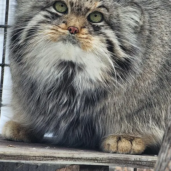 A photograph of Fin in Dakota Zoo