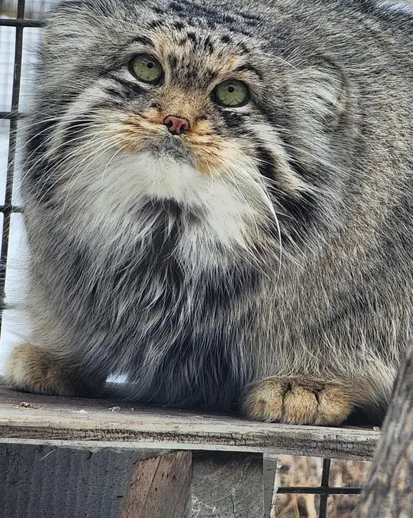 A photograph of Fin in Dakota Zoo